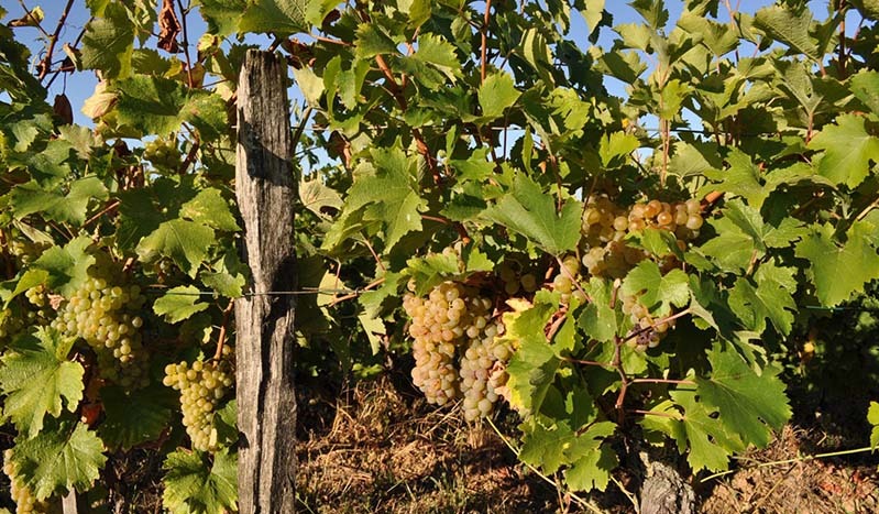 Viticulture Vouvray