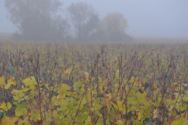Négociant-éleveur en vins Vouvray